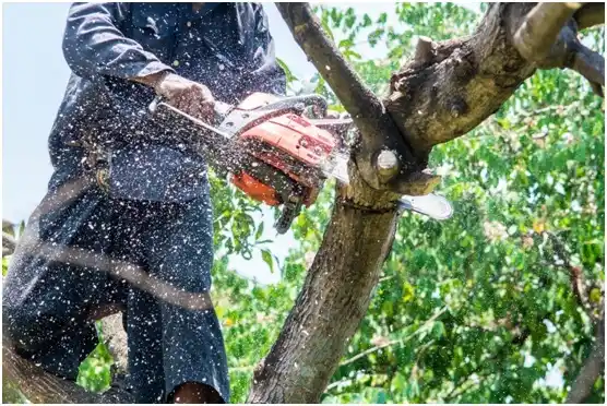 tree services Gruetli-Laager